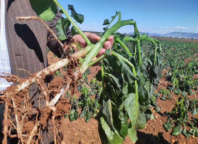 Turfanda patatesi don vurdu, hasat bir ay ertelendi
