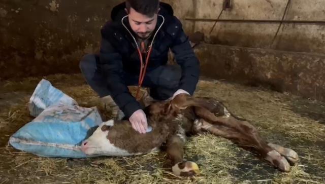 Gebe inek ahırda saatlerce savaştı, yeni doğan buzağın kalbine dokunan veteriner acil tutanak istedi