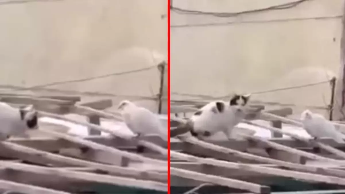 Güvercini tek hamlede mideye indirmek için yaklaşan kedi, hasta olduğunu fark edince vazgeçti