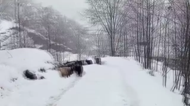 Karda mahsur kalan "yavrular" kurtarıldı