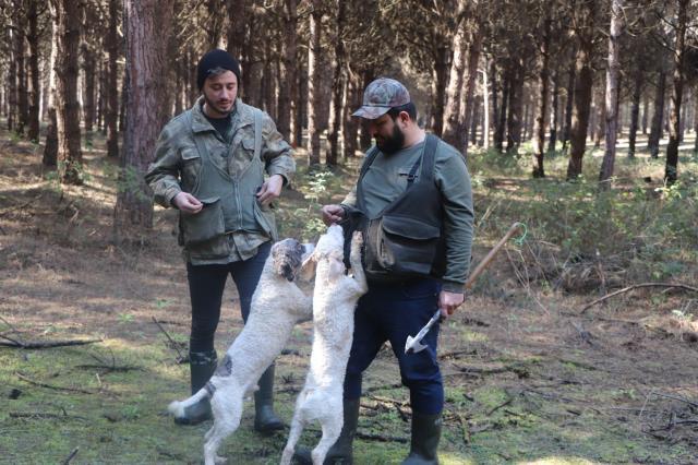 Özel eğitimli köpeklerle toprağın altından çıkarılıyor! Trüf mantarının kilogram fiyatı 1500 TL'ye kadar çıkıyor