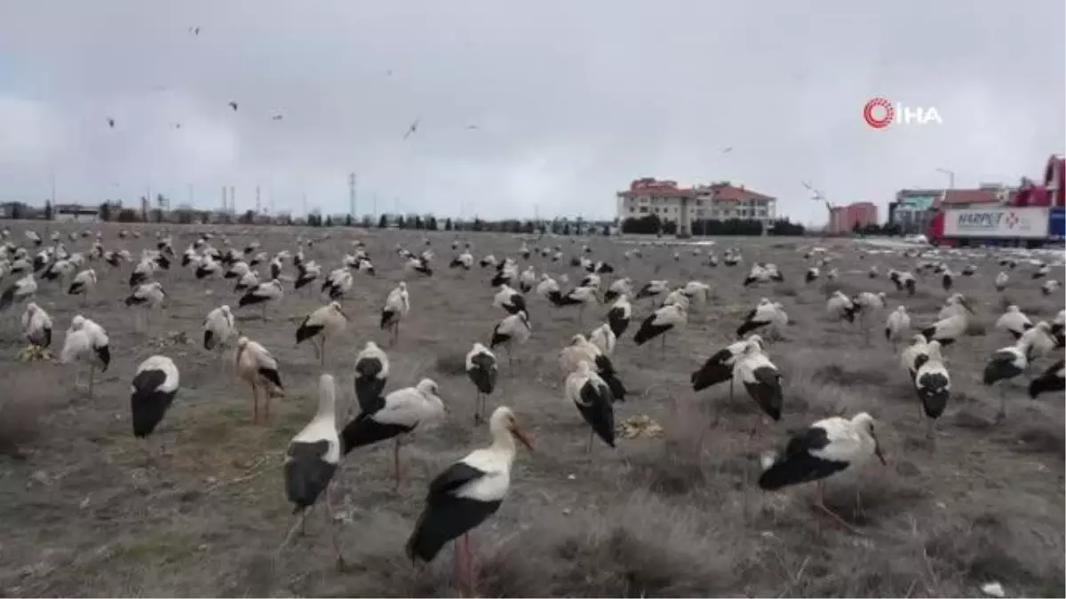 Göç eden leylekler fırtına nedeniyle zorunlu iniş yaptı... Konya Büyükşehir'den leyleklere balık ikramı