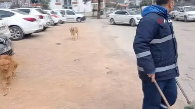 Sokak hayvanları paklık görevlisinin en yakın dostu oldu