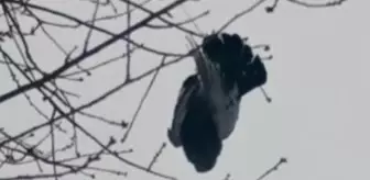 Soğuk havanın etkisiyle donan kuş ağaçta asılı kaldı
