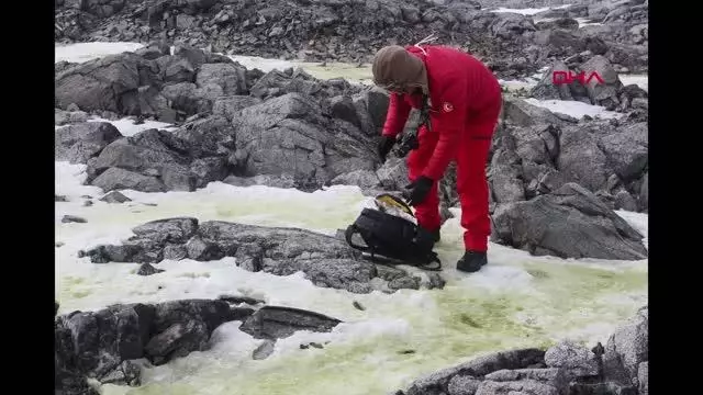 ANTARKTİKA'DAN GETİRİLEN NUMUNELER KÜLTÜRE ALINDI