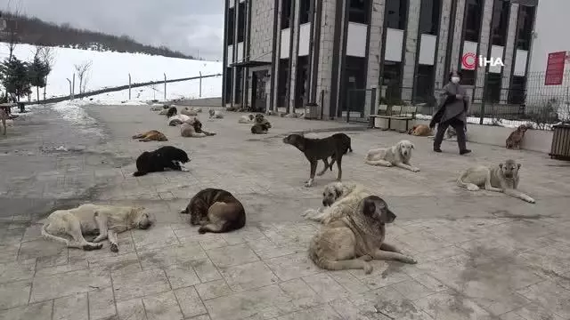 Dogs left behind by surrounding provinces and districts have become a district's biggest problem
