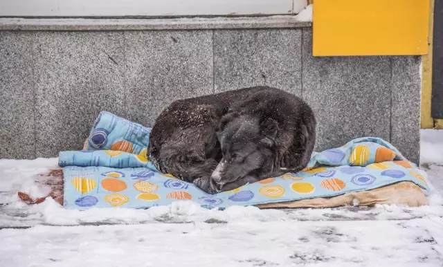 Kar ve soğuk hava etkili oluyor