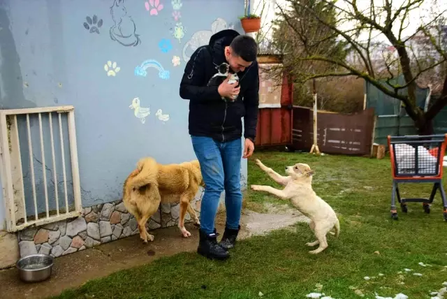 felcli kopegi hayata baglayan sevgi 10 14814916 o