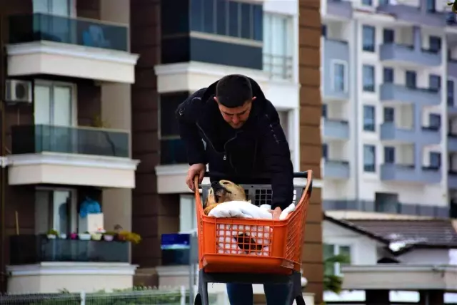 felcli kopegi hayata baglayan sevgi 2 14814916 o