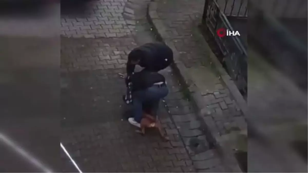 Güngören'de pitbull dehşeti... Vatandaş, yasaklı cins köpeğin ısırdığı genci böyle kurtarmaya çalıştı