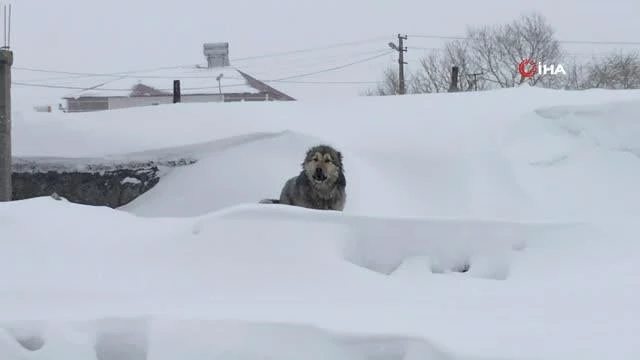 Kars'ta son 30 yılın en yoğun kışı yaşanıyor
