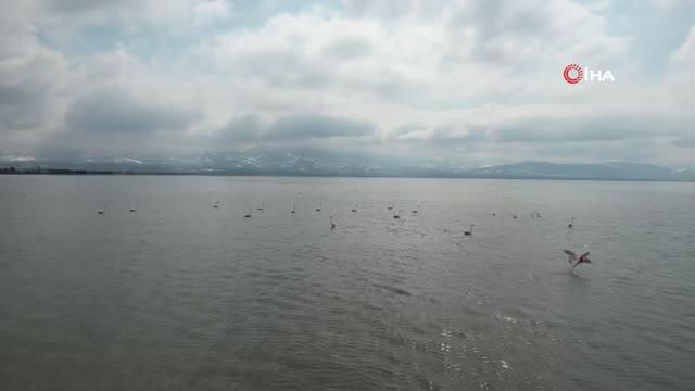 izmit korfezi flamingolar ile renklendi 2 14819229 o