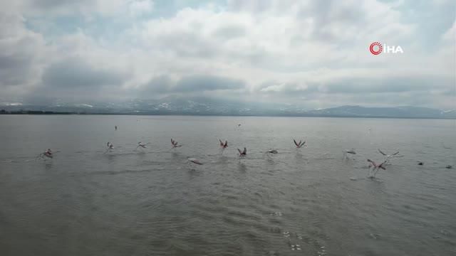 izmit korfezi flamingolar ile renklendi 3 14819229 o