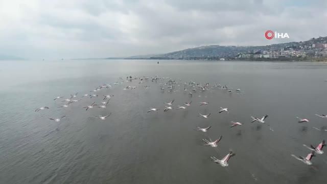 izmit korfezi flamingolar ile renklendi 4 14819229 o