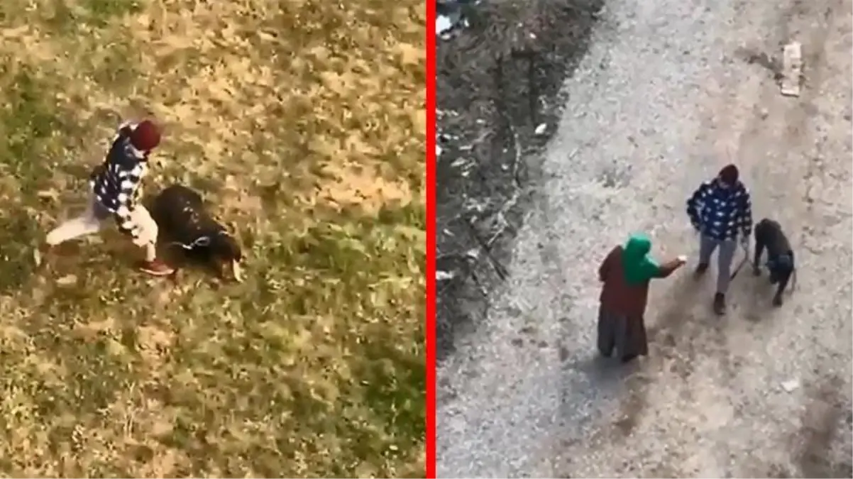 Köpeğe tekme atana 'Bana vur bana' diyerek tepki gösterdi