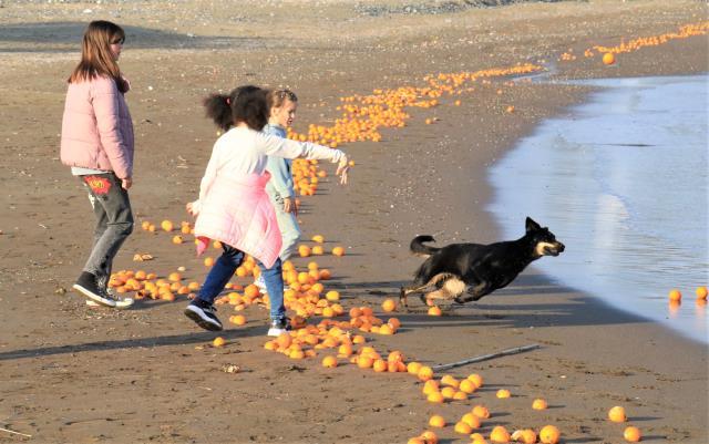 Rus turistler gördüklerine inanamadı: Denize dökülen portakallar dalgaların tesiriyle kumsalı kapladı