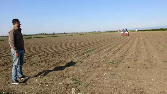 Çukurova'da ayçiçeği tohumları toprakla buluştu