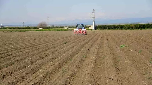 Çukurova'da ayçiçeği tohumları toprakla buluştu