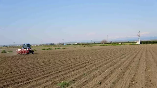 Çukurova'da ayçiçeği tohumları toprakla buluştu