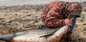 İstanbul'da korkutan görüntü! 24 ölü yunus balığı kıyıya vurdu