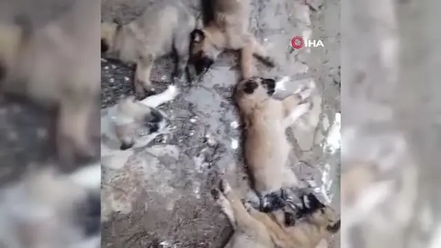 Zehirlenen 30 yavru köpeğin nefes almaya çalıştığı o anlar, video çekenleri bile ağlattı