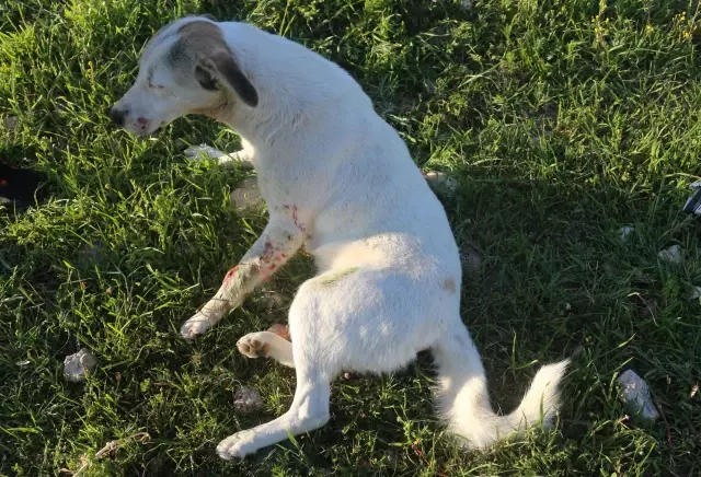 Adana'da köpeğe çarpan araba devrildi