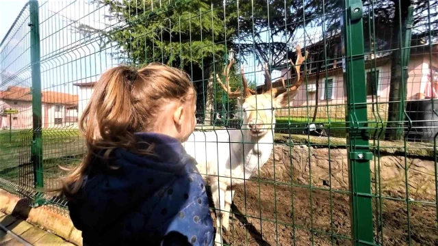 Education with animals on the way to the European Union