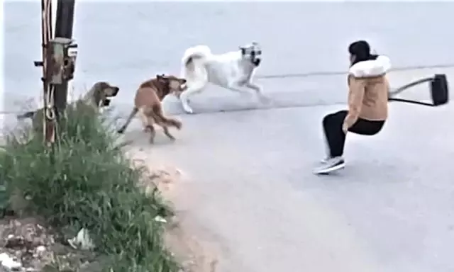 Köpek sürüsü, yoldan geçen genç kıza saldırdı! O anlar saniye saniye kamerada