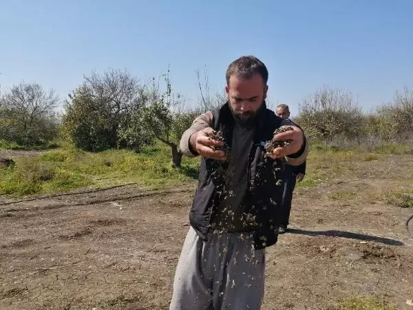 Son dakika haberi... Adana'da 500 kovan arı öldü, inceleme başlatıldı