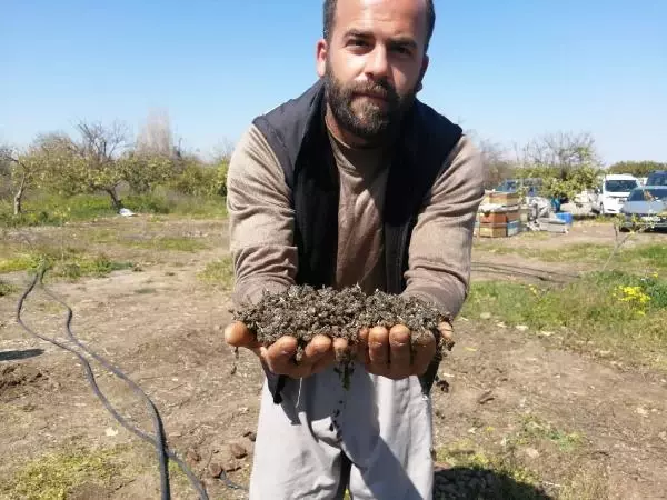 Son dakika haberi... Adana'da 500 kovan arı öldü, inceleme başlatıldı