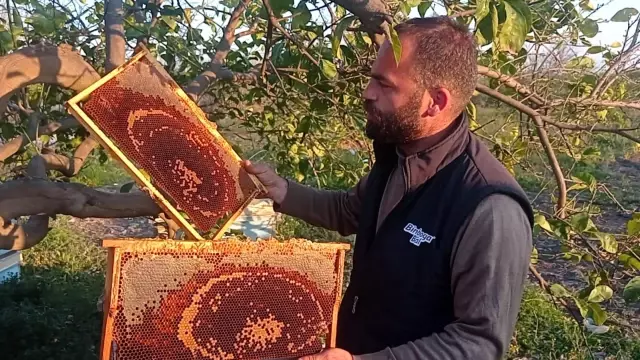 Adana'da 500 kovandaki binlerce arı telef oldu