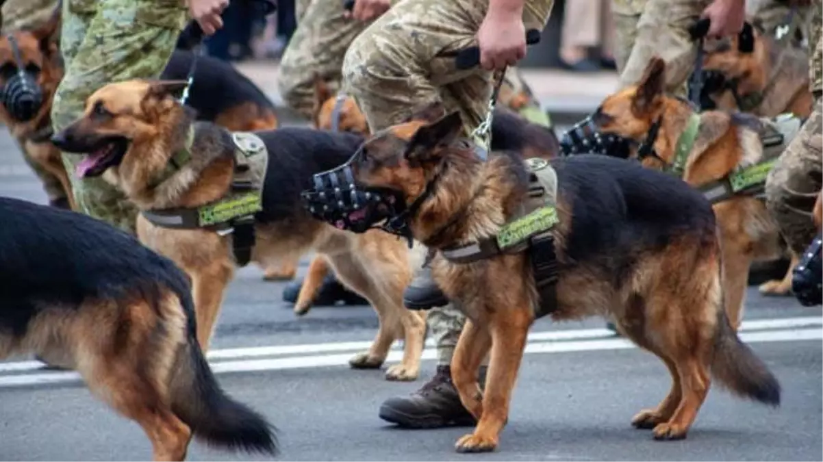 Ukrayna'da ölen Rus askerlerinin köpekler tarafından yenildiği görüntüler ortaya çıktı