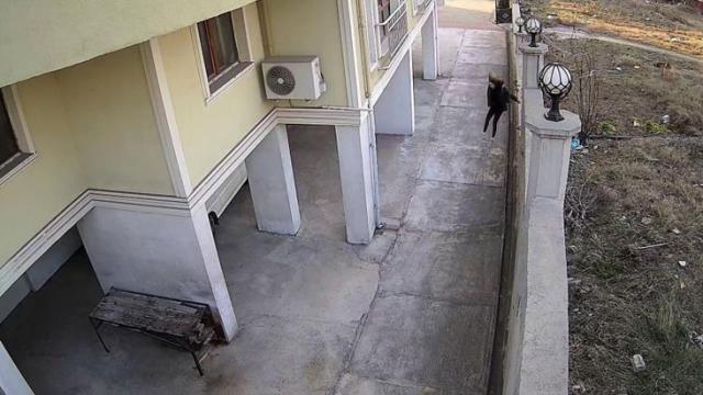 Okula giderken karşılaştığı köpeğin saldırısından son anda kurtuldu! O anlar kameralara yansıdı