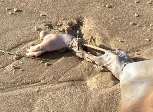 Plajda yürüyüş yapan kişi bulduğu şey sonrası gözlerine inanamadı! 'Gizemli yaratık' herkesi şaşırttı