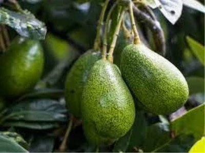2030 yılına kadar avokado, muzdan sonra en çok ticareti yapılan tropikal meyve olacak