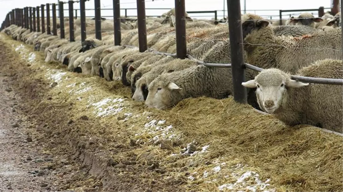 'Dünya tarihinde görülmemiş olay' diyerek paylaştı: Şanlıurfa'da 17 koyun gözaltında
