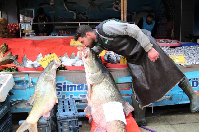 Elazığ'da sezonun son dev turna balığı yakalandı: Tam 103 kilogram