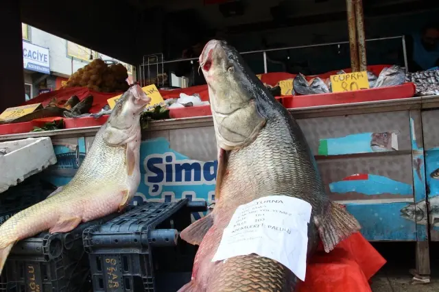 Elazığ'da dönemin son dev turna balığı yakalandı: Tam 103 kilogram