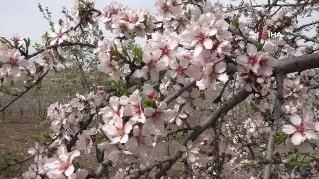 Kahta'da Nemrut Badem Çiçeği Şenliği düzenlendi