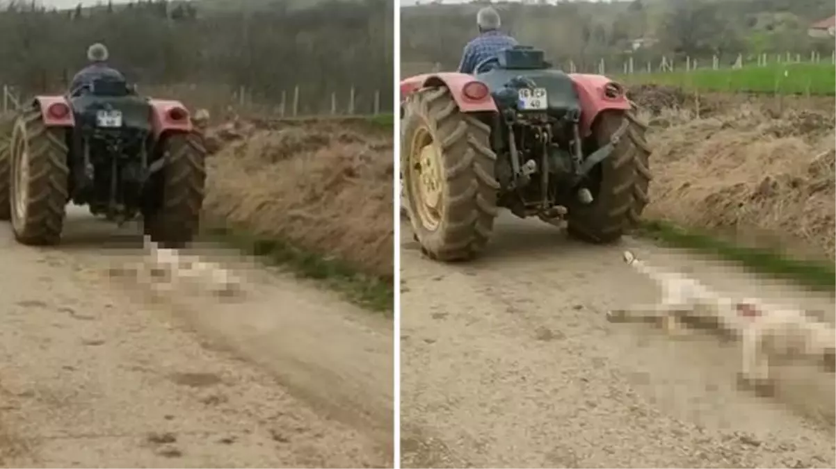 Kümese girip tavuklarını parçalayan hamile köpeği önce öldürdü, sonra traktörle sürükledi