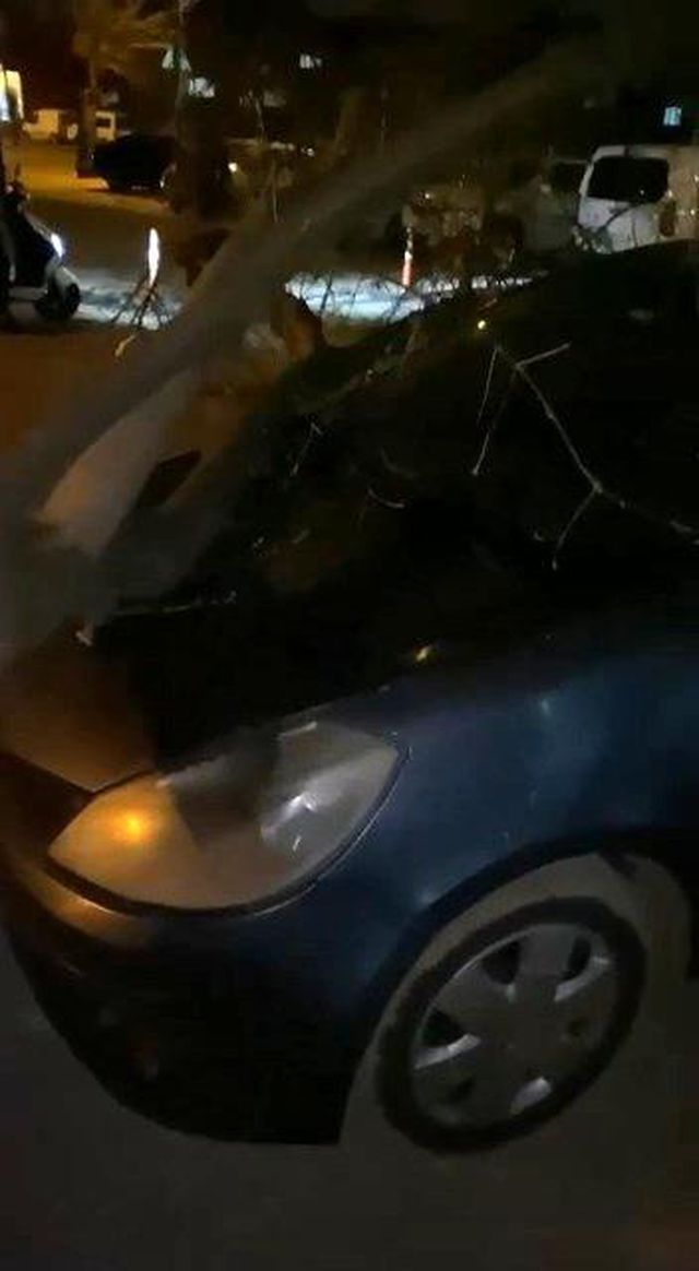 Bursa'da lodosun etkisiyle ağaçlar araçların üzerine devrildi