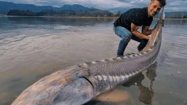Dinozor sandığı dev balıkla 25 dakika boyunca uğraş edip karaya çıkardı