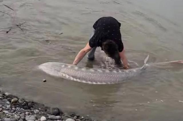 Dinozor sandığı dev balıkla 25 dakika boyunca uğraş edip karaya çıkardı