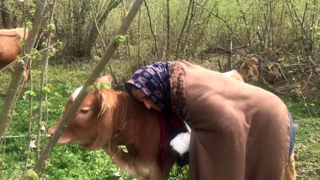 Halk gününde inek isteyen bayana Vali Sonel'den hoş sürpriz! İneği, buzağısıyla gönderdi