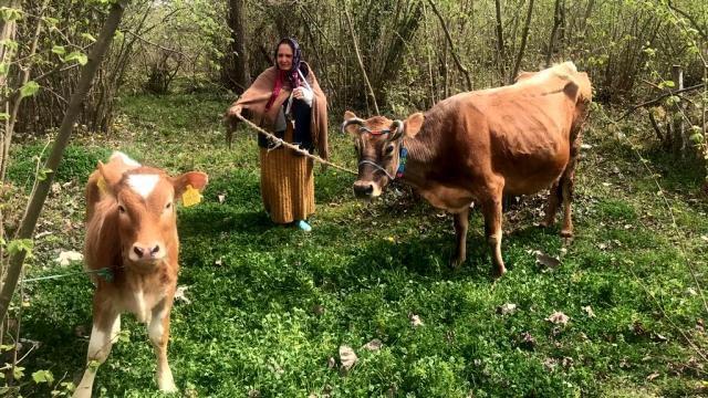 Halk gününde inek isteyen bayana Vali Sonel'den hoş sürpriz! İneği, buzağısıyla gönderdi