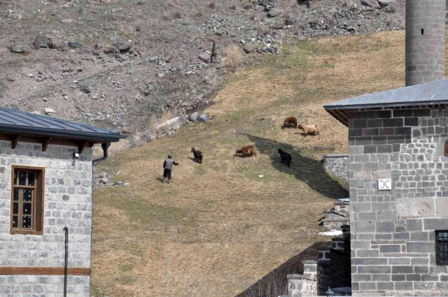 Kars Vadisi'nde koyunlar otluyor