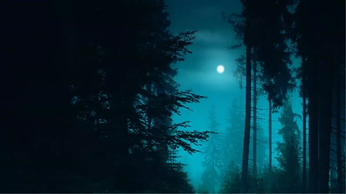 Ormanda ağaçların arasında belirdi, köylüler paniğe kapıldı! 500 kilo ağırlığındaki dev ayı zor zapt edildi