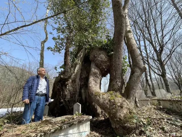 Muhtarın başvurusu takımları harekete geçirdi! Gövdesinde "Allah" lafzı bulunan 350 yaşındaki çınar ağacı muhafaza altına alındı