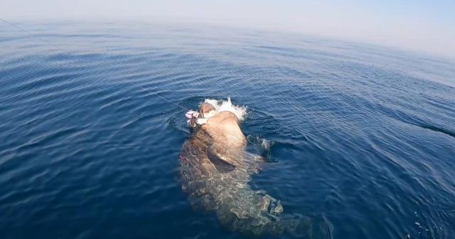 Yunanları püskürtmesiyle fenomen olan balıkçı, 500 kiloluk camgöz köpekbalığı avladı! Nefes kesen uğraş kamerada