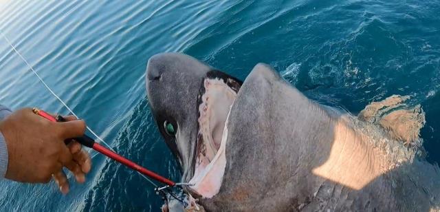 Yunanları püskürtmesiyle fenomen olan balıkçı, 500 kiloluk camgöz köpekbalığı avladı! Nefes kesen uğraş kamerada